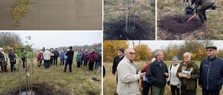 Äppelträd från Gotland planterades på Ösel