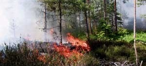 Skogsbrand i Börrumstrakten