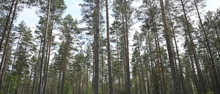 Skogsnäringen måste se till att skogen i Södermanland växer bra