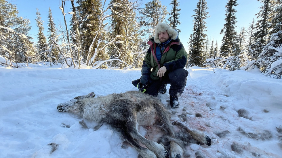 Per Martin Kuhmunen, vid renkalven som dödades av hundar. 
