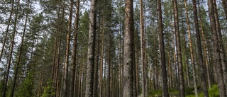 Hur tänkte Naturskyddsföreningen?