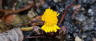 Tussilago i december - ovanligt varmt 