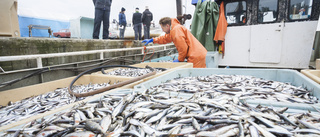 Fisketurismen är inte räddningen för framtidens fiske