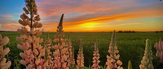 De kom först i sommarbildstävlingen