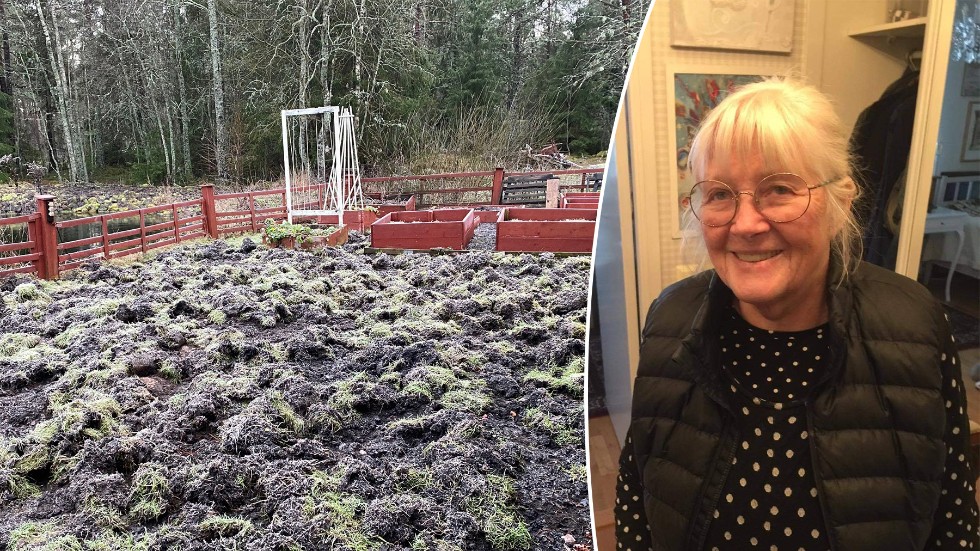 Gräsmattan vid Ing-Britt And och makens stuga blev förstörd av vildsvinen.