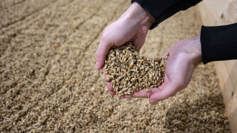 "Vi har alla förutsättningar egentligen i Sverige att producera jättebra malt. Är det någonting vi verkligen kan odla i Sverige så är det ju spannmål", säger Peter Nygren, vd på Brewmaster.