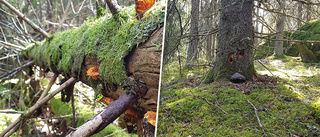 Skogsområde i Eskilstuna blir nytt naturreservat