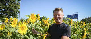 Henrics solrosor ger stöd till cancersjuka barn