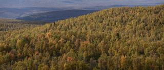 Skogen står stadig – värdet ökar mest i norr