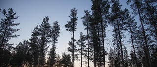 Vykort från sommarstugan mellan två åkrar och skogar