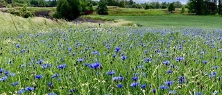 Låt tusen östgötablommor blomma