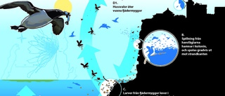 Fågelskit motorn i Europas största svalkoloni