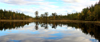 Läsarbilden                   