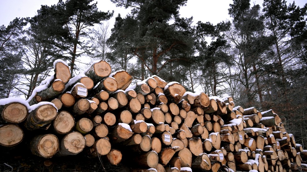 Fynd av en fridlyst växt stoppar avverkningsplaner i Vingåkers kommun.