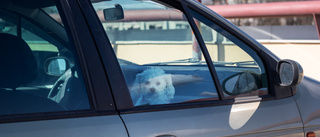 Hade hunden lös i bilen – man döms