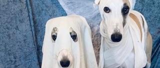 Halloweenfirande på slottet – för hunden: "Mina hundar var spöken förra året"