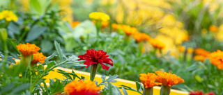 Skånska blommor på Piteås gator – parkchefen: "Man vill ju gynna det lokala"