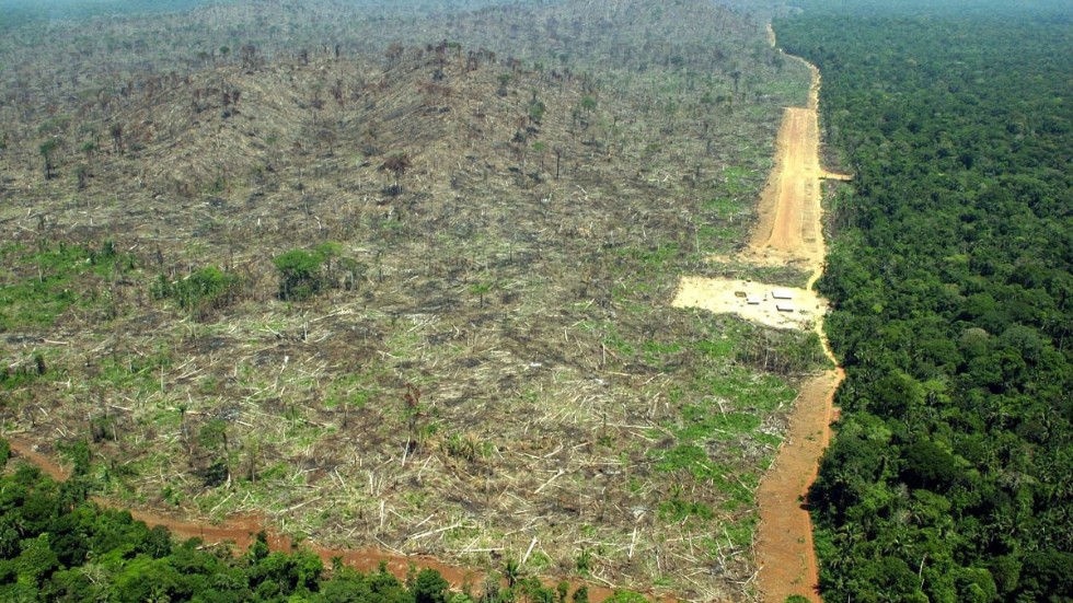 Arkivbild från Greenpeace över avverkningen i Amazonas.