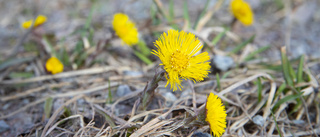 Titta, lukta och lyssna – nu vaknar naturen