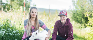 Sötchock! Föräldralösa renkalven Molly flyttade hem till Rickard och Jasmine – se henne spatsera runt på gården