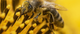 Det som gynnar klimatet gynnar biologisk mångfald