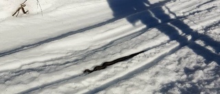 Vårtecknet: Huggorm solar på snön