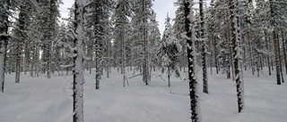 Miljonsatsning på skogen