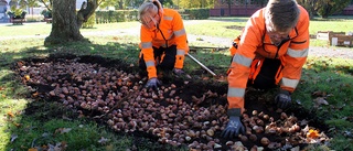 För första gången – här ska det blomma i Motala i vår