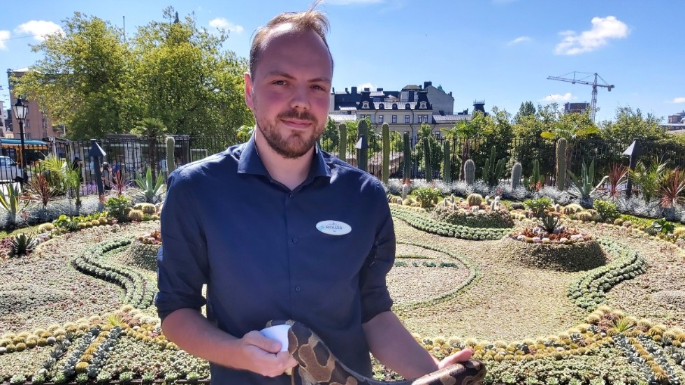 Tropicariums vd Rickard Sjödén med kungspytonormen framför kaktusplanteringen.