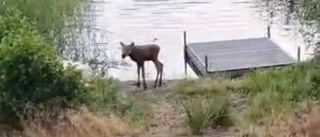 Läsaren stötte på ensam älgkalv vid Hästhagssjön – vakade över kalven i väntan på älgkon