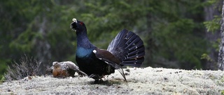 Tjädertät skog blir nytt naturreservat