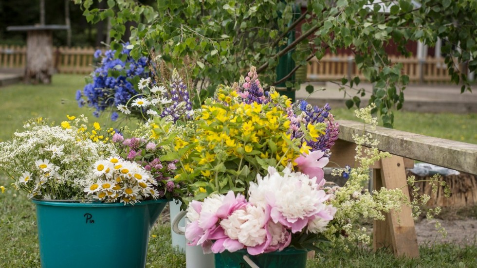 Blommor till stången eller till borden brukar det ännu finnas gott om – men sorterna brukar vara färre, och inte desamma som när lien och betesdjuren gjorde ängarna artrika.