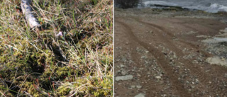 Länsstyrelsen polisanmäler terrängkörning i naturreservat • ”Skadorna är omfattande”