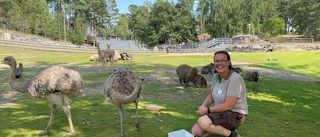 Se hur djuren på Kolmården klarade värmerekordet