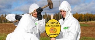 Greenpeace spärrade av odlingar