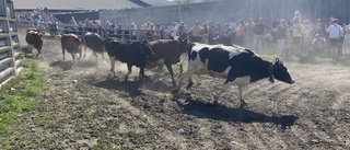 Publikfest när kossorna släpptes ut på sommarbete