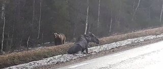 Video: Här går den hungriga björnen till attack mot älgen