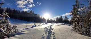 Fantastisk dag i skogen       