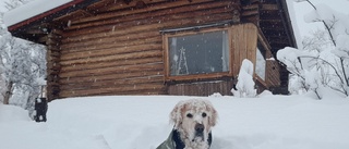 Läsarbilden: Sigge i snön     