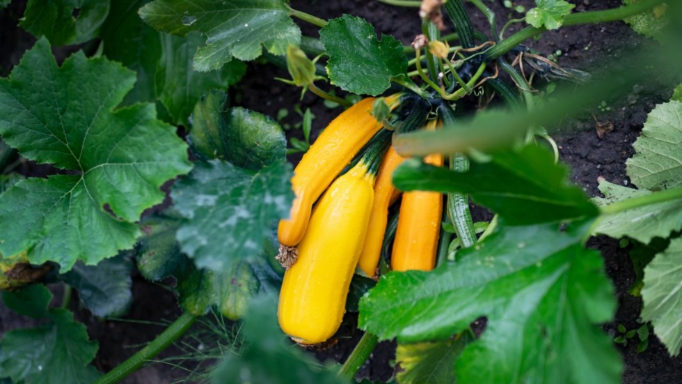 Ica återkallar zucchini som bland annat sålts i butiker på Gotland. Grönsaken kan innehålla salmonella.