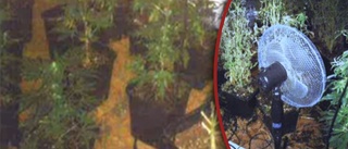 Polisens bilder från cannabishuset: ”Tänkte odla i större delen av huset”