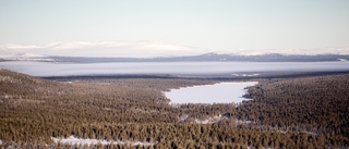 Fortsatt strid i den fjällnära skogen