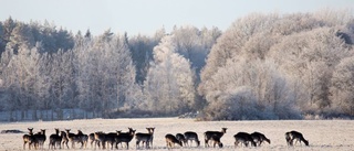 Dovhjort och rådjur i viltolyckor