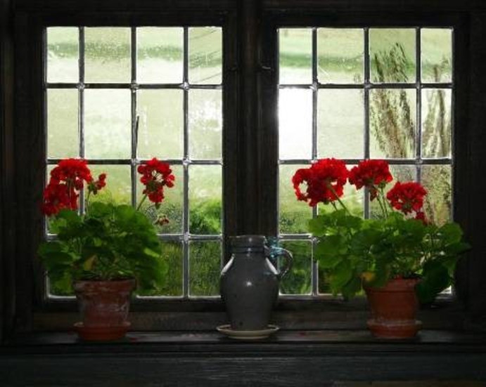 Pelargoner kan övervintra på fönsterbrädan, även om det inte är idealiskt. Foto: CanStockPhoto