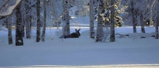 Älgar i Luleåpark – "Låt inte barnen kasta snöboll"