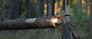 Åt skogen med skogen