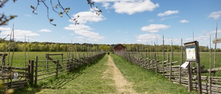 Tornseglarna ett säkert sommartecken – men i år blev de försenade till Uppsala