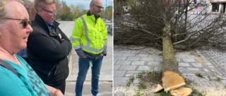 Utredning startad efter trädfällningen • Polisanmälan gjord • Trafikverket: ”Se om vi kan göra nåt för bygden”