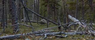 Naturkämpe tar strid för skogen