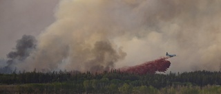 Världsanalys: Mest klimatutsatta skogarna